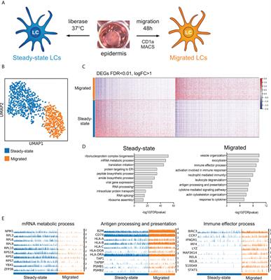 Transcriptional programming of immunoregulatory responses in human Langerhans cells